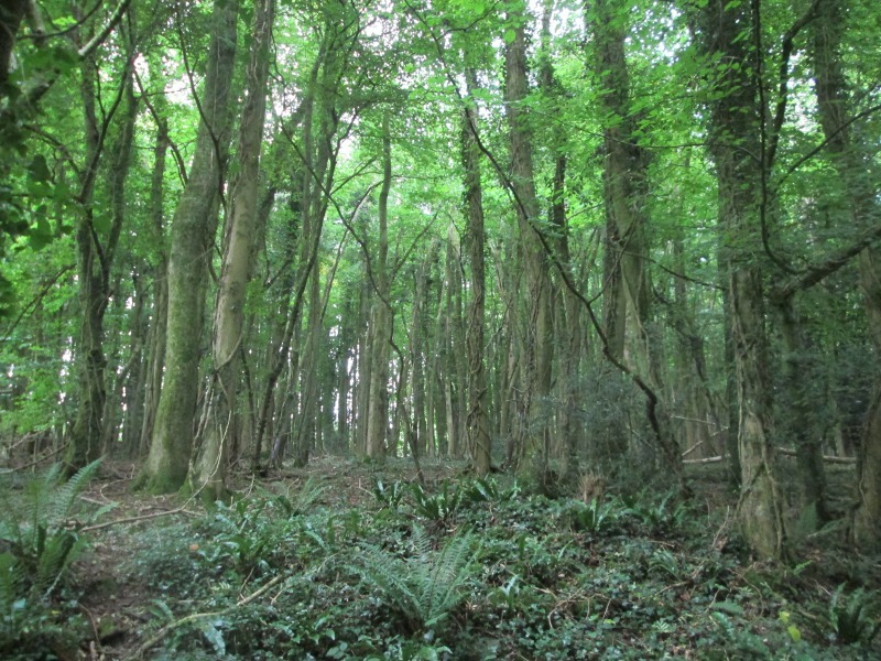 Worgan's Wood 