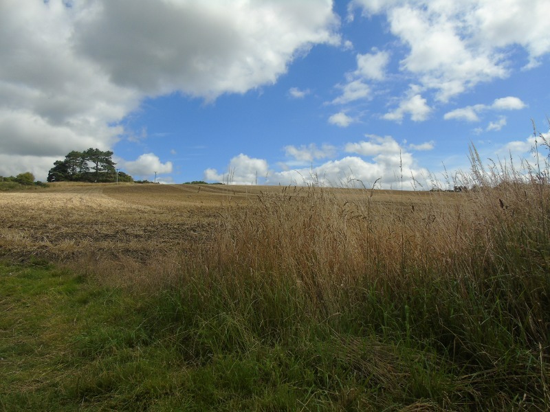 Fields near Acomb